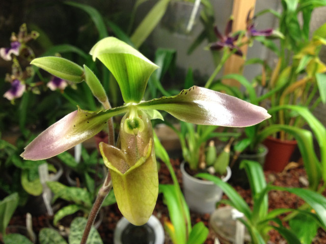 paphiopedilum section barbata G9xio5