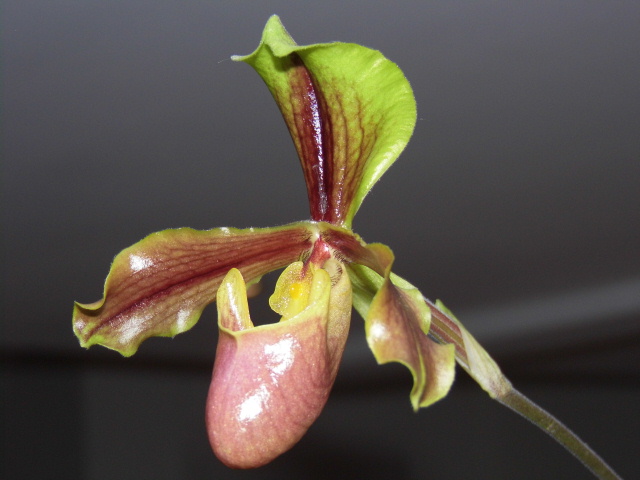 Paphiopedilum herrmannii Gk9vc6