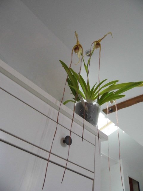 phragmipedium caudatum Gzcwe4