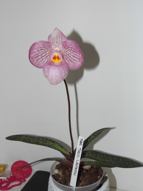 paphiopedilum magic lanterne n°2 Hfotoz