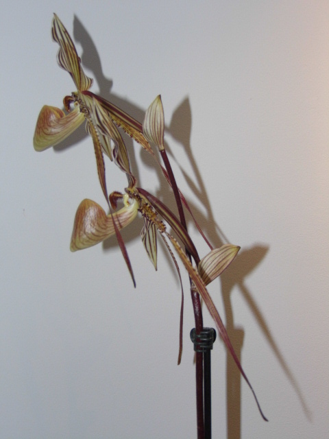 Paphiopedilum Saint Swithin n°2 Hgfv4w