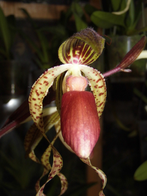 paphiopedilum chiu hua dancer Ivsfq7