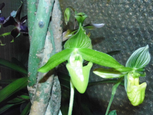 paphiopedilum section barbata Jz62rb