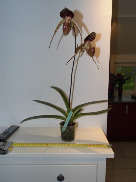 Paphiopedilum Alfred Schmidt K1g7km