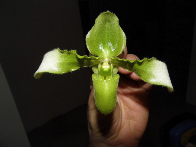 paphiopedilum hirsutissimum alba Kkatqq