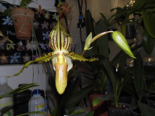 Paphiopedilum praestans Kv1qg5