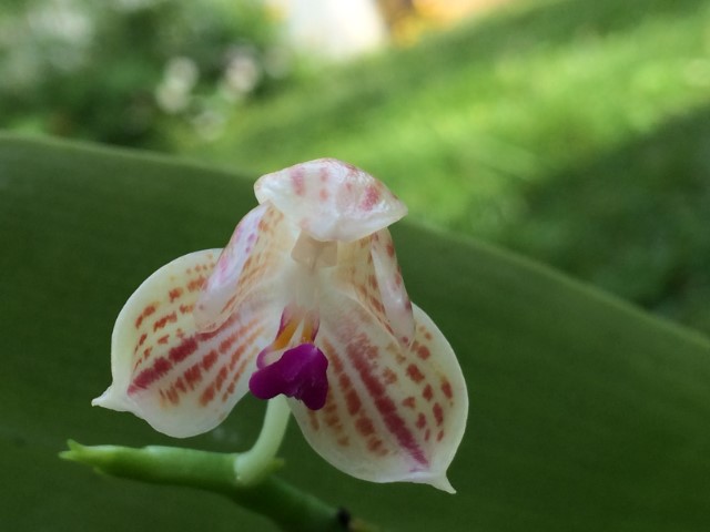 Phalaenopsis javanica Lhwcci