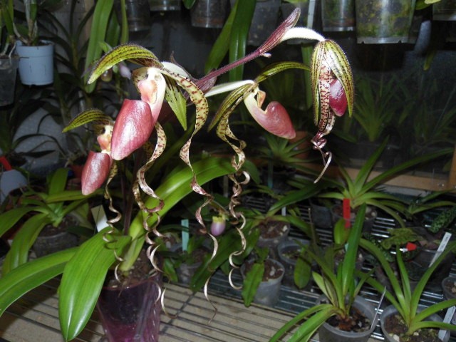 paphiopedilum chiu hua dancer Lsx4dy