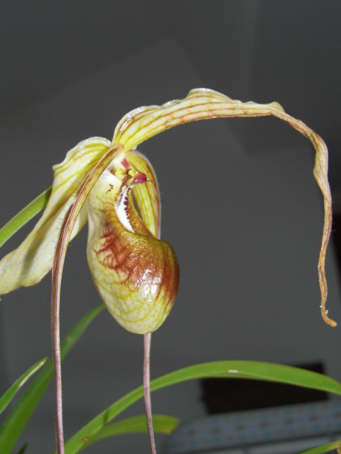 phragmipedium caudatum Mav65h