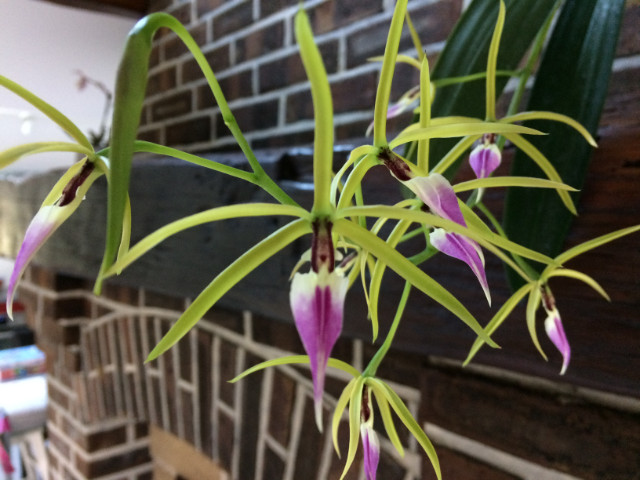 Prosthechea brassavolae Nh7qqg