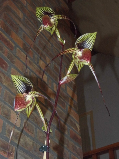 paphiopedilum rené klinge Ntn2fn