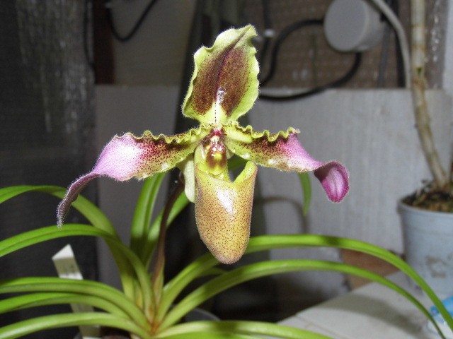 paphiopedilum chiuanum Nvbhik