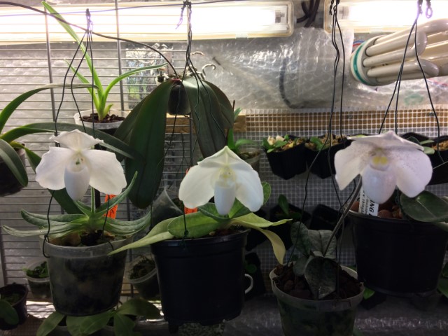 Paphiopedilum ang-thong f. album P50im5