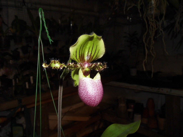 Paphiopedilum chamberlainianum (syn victoria regina)  P84ecc