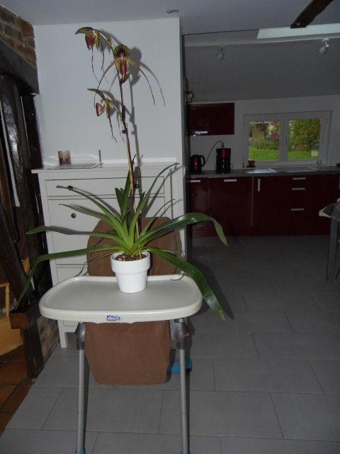 paphiopedilum rené klinge Pmltp3