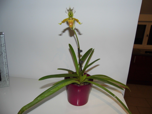 Paphiopedilum exul Prz2e4