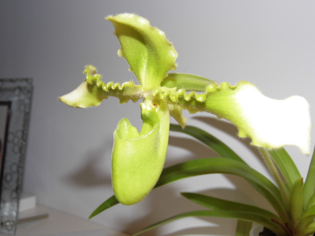 Paphiopedilum hirsutissimum var. esquirolii f. alba Q1o7nw