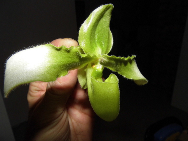 paphiopedilum hirsutissimum alba Q81u4h