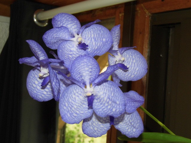 Vanda coerulea Qk0qb3