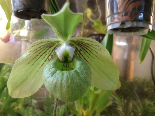 paphiopedilum jackii Vn3h74