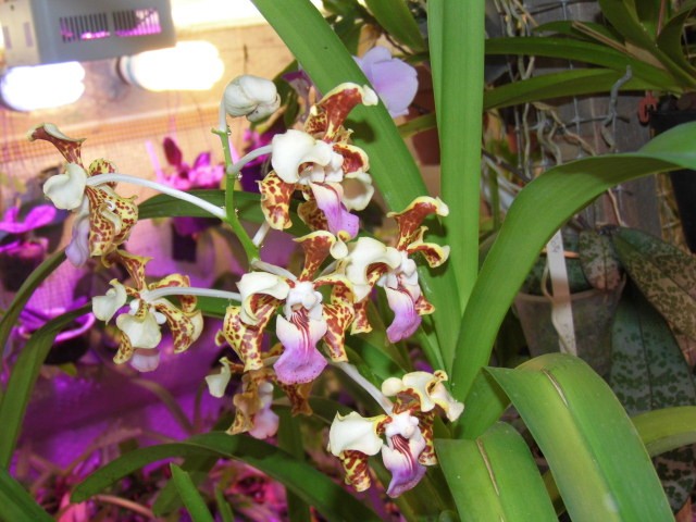 Vanda tricolor Vz17zp