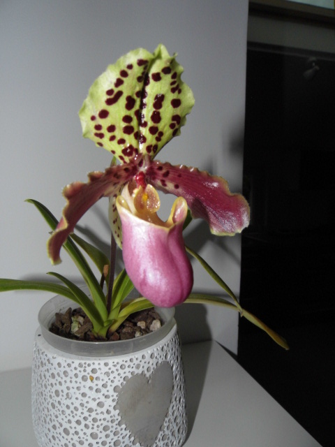 Paphiopedilum henryanum Wkjgud