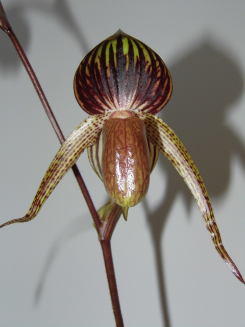 Paphiopedilum Alfred Schmidt X8rzyc