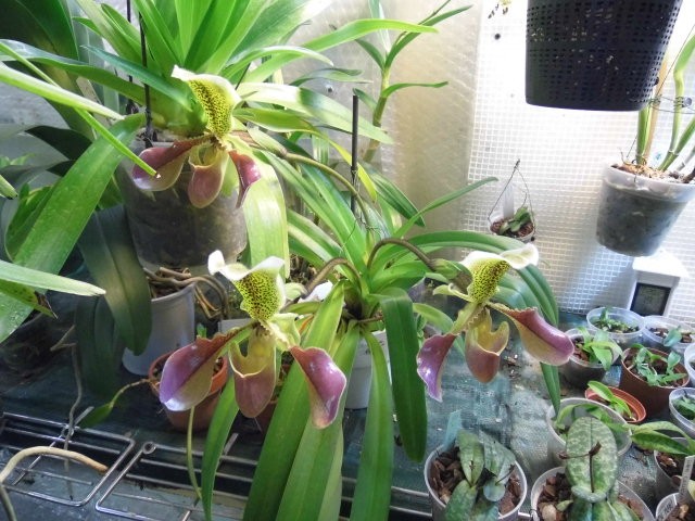 paphiopedilum van dijk Xyrico