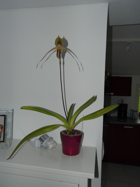 paphiopedilum rené klinge Ydeihu