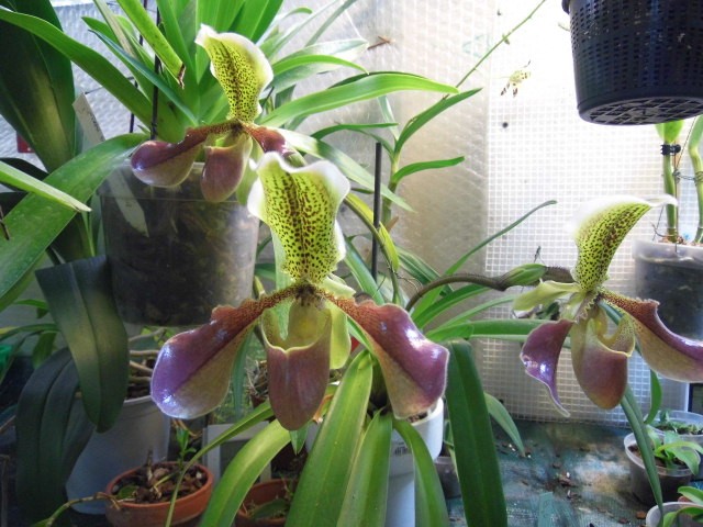 paphiopedilum van dijk Ym0fvl