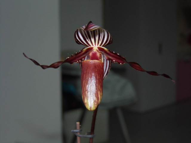 paphiopedilum wilhelminae Zbop2p