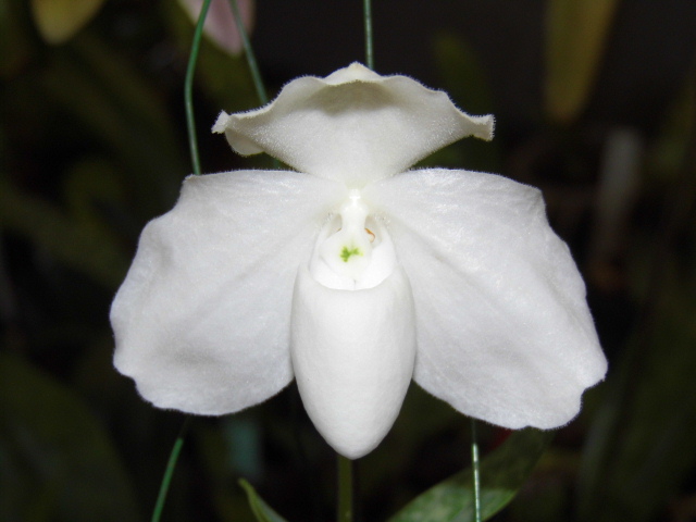 Paphiopedilum godefroyae f. album Zii2o6