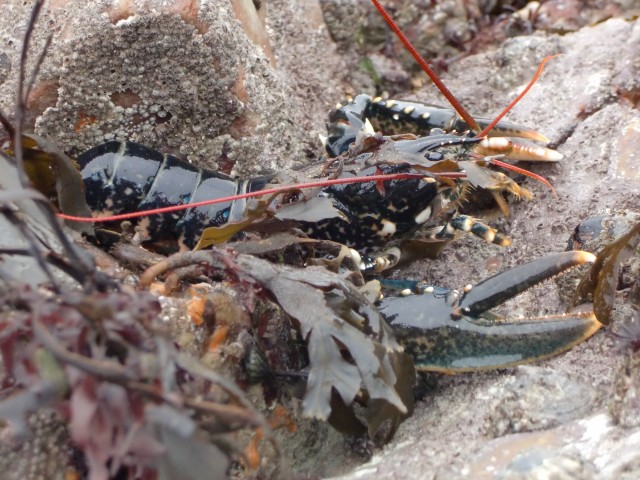 Marée sur la côte Ouest du Cotentin. Mywm3e