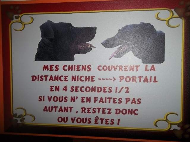 plaques chiens  Bp8lfy