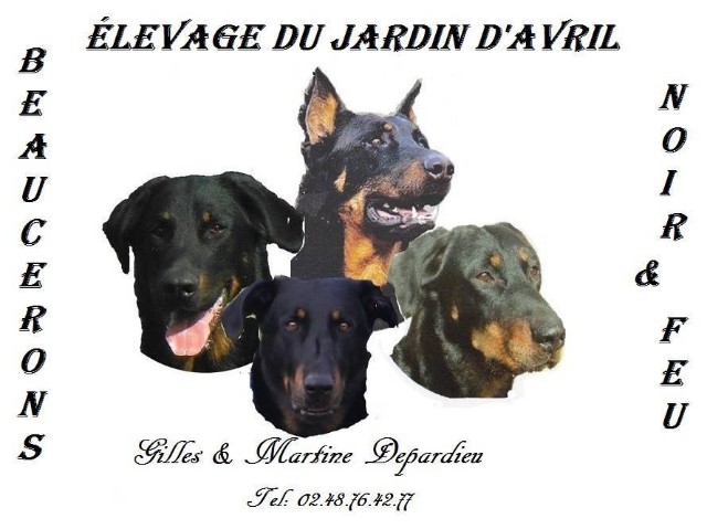 plaques chiens  Xwie5m