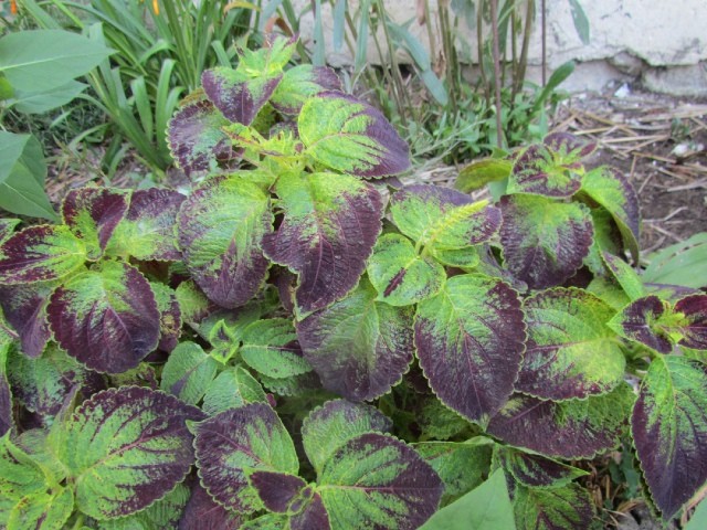 coleus - Page 2 52z8et