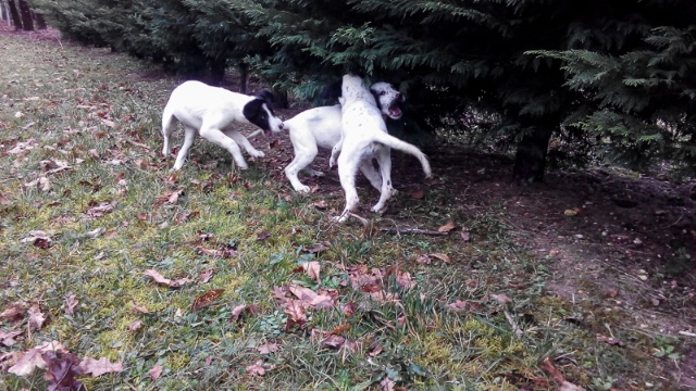 Le club des cinqs - Chiots Croisés Pointers 0k1gx0