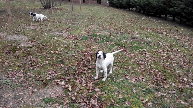 Le club des cinqs - Chiots Croisés Pointers 5tgk0n