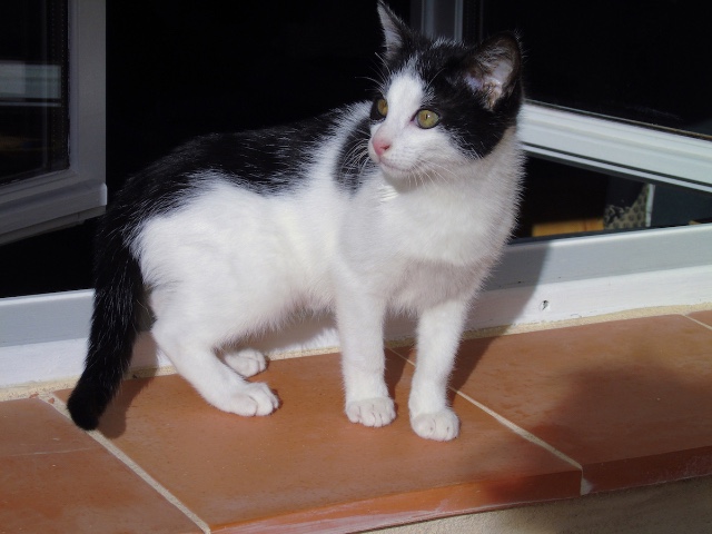 Loren, aussi charmeuse que Sophia (adoptée, janvier 2016) 8hvikg