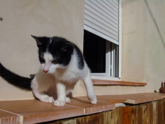 Loren, aussi charmeuse que Sophia (adoptée, janvier 2016) Gukw71