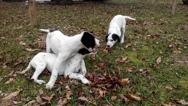 Le club des cinqs - Chiots Croisés Pointers P0w39e