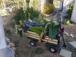 les plantes à droite à gauche! - Page 2 Fcflvh