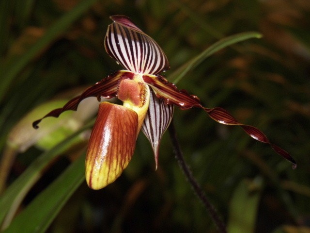 Paphiopedilum wilhelminae Afyua4