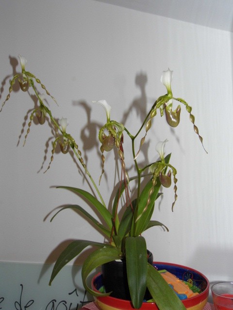 Paphiopedilum dianthum n°3 B9zddd