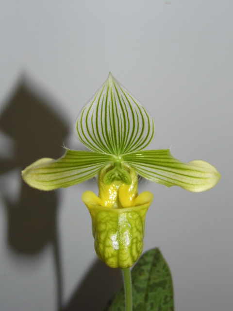 Paphiopedilum venustum album x sib Eekqj2