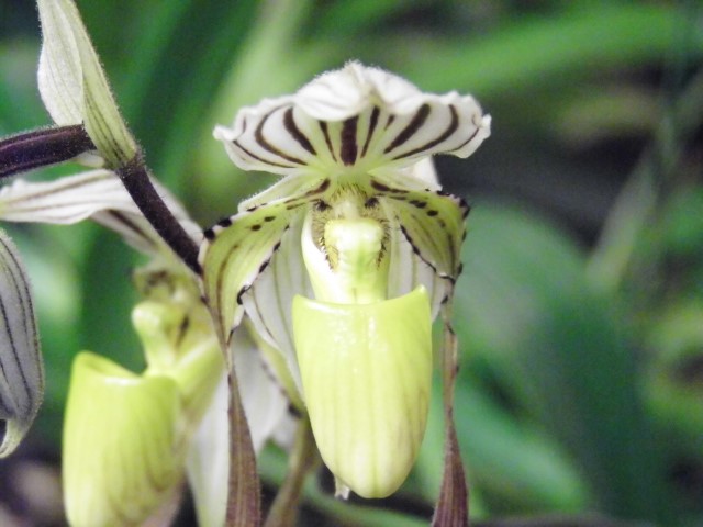 Paphiopedilum philippinense var. palawan Etjj32