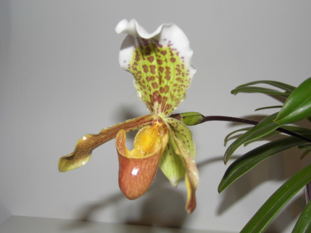 Paphiopedilum insigne Gmq8s8