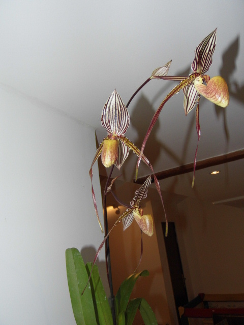 Paphiopedilum Saint Swithin Ihbkf5