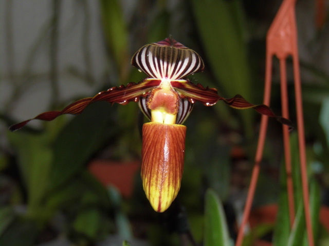 Paphiopedilum wilhelminae M316y8