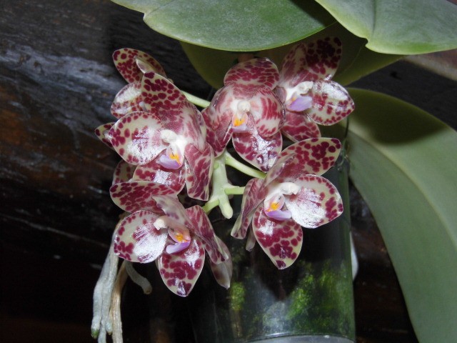 Phalaenopsis gigantea Mgak5f